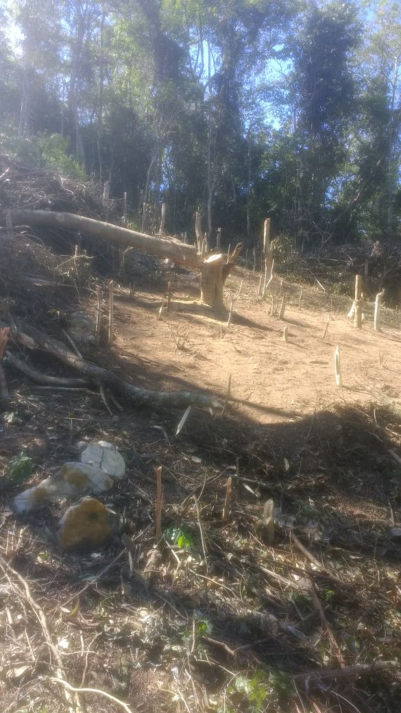 Polícia confirma denúncia do Linha Verde sobre desmatamento em São Gonçalo